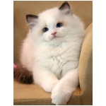 Ragdoll 1