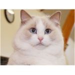 Ragdoll 2