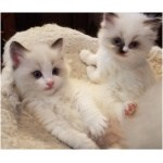 Ragdoll 3