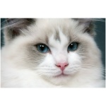 Ragdoll 4