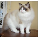 Ragdoll 5
