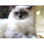 Ragdoll 6