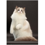 Ragdoll 7