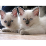 Ragdoll 8