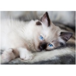 Ragdoll 9