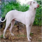 Rajapalayam dog 0