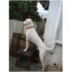 Rajapalayam dog 1