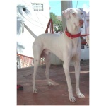 Rajapalayam dog 2