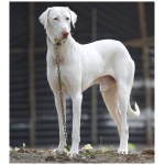 Rajapalayam dog 3