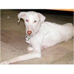 Rajapalayam dog 5