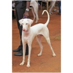 Rajapalayam dog 6