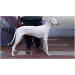 Rajapalayam dog 9