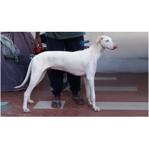 Rajapalayam dog 9