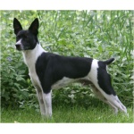 Rat Terrier 0