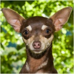 Rat Terrier 1