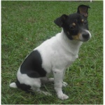 Rat Terrier 2