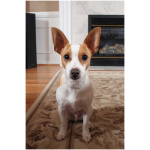 Rat Terrier 4