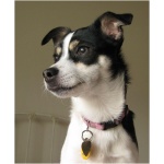 Rat Terrier 5