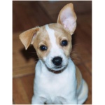 Rat Terrier 8