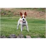 Rat Terrier 9