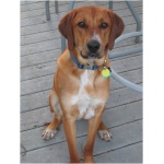 Redbone Coonhound 0