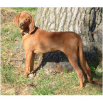 Redbone Coonhound 3