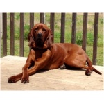 Redbone Coonhound 4