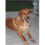 Redbone Coonhound 5
