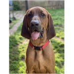 Redbone Coonhound 7