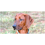 Redbone Coonhound 8