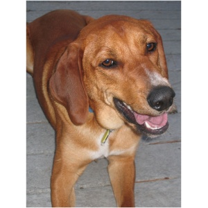 Redbone Coonhound 9