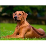 Rhodesian Ridgeback 0