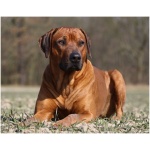 Rhodesian Ridgeback 2