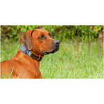 Rhodesian Ridgeback 3