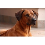Rhodesian Ridgeback 5