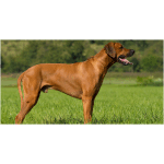 Rhodesian Ridgeback 6