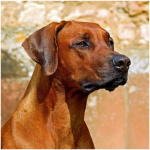 Rhodesian Ridgeback 7
