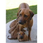 Rhodesian Ridgeback 9