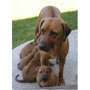 Rhodesian Ridgeback 9