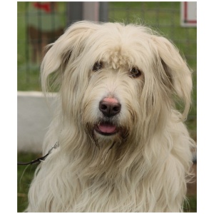 Romanian Mioritic Shepherd Dog 9