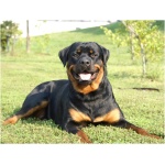 Rottweiler 2