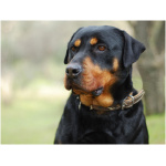Rottweiler 7