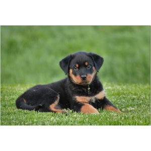 Rottweiler 9