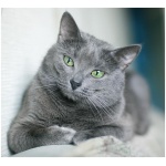 Russian Blue 0