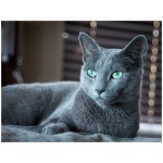 Russian Blue 1