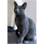 Russian Blue 2