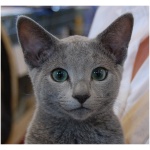 Russian Blue 3