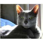 Russian Blue 4
