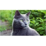 Russian Blue 5