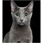Russian Blue 6